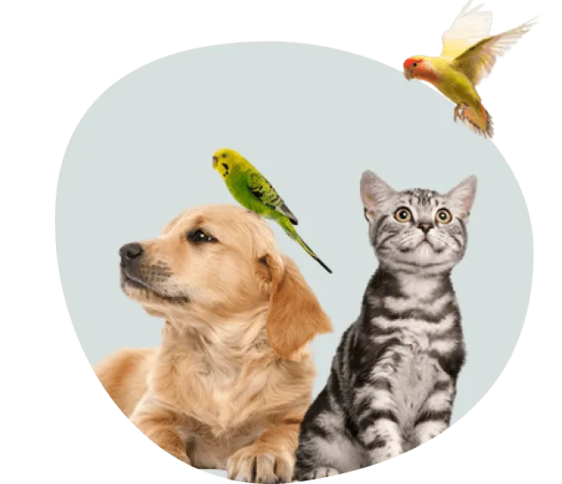 why-choose-pet-care why choose pet care